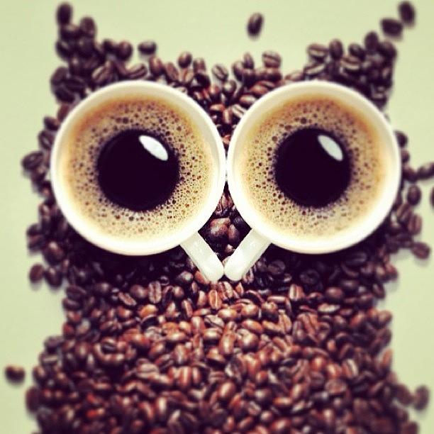 Owl Photograph - Coffee Owl #coffee #owl #pinky by May Pinky  ✨