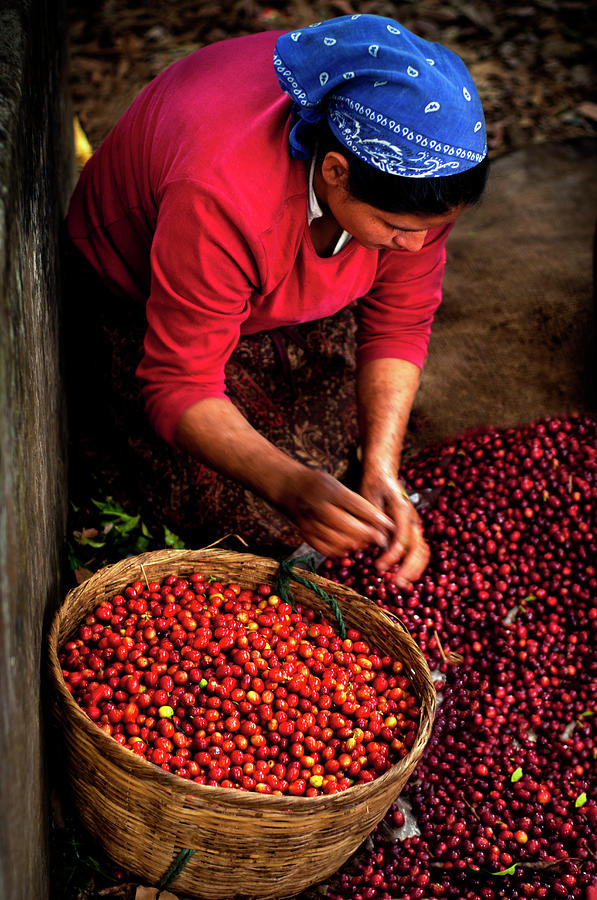 Coffee Picker, El Salvador Photograph by John Coletti