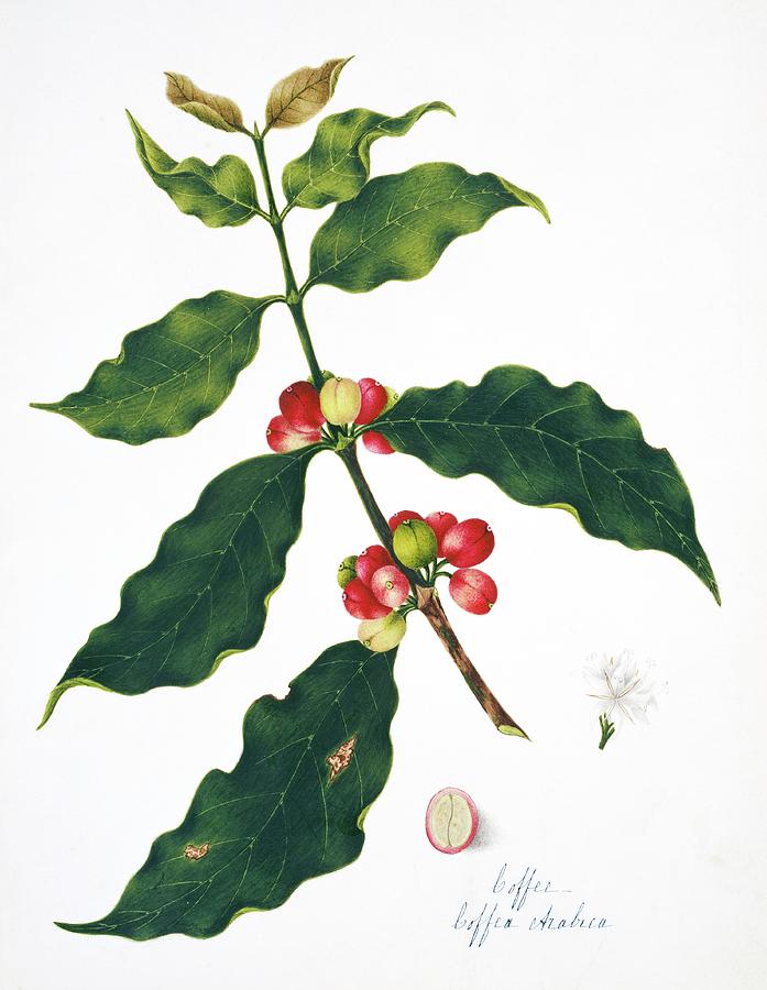 Coffee Plant And Beans Photograph by Natural History Museum, London/science Photo Library