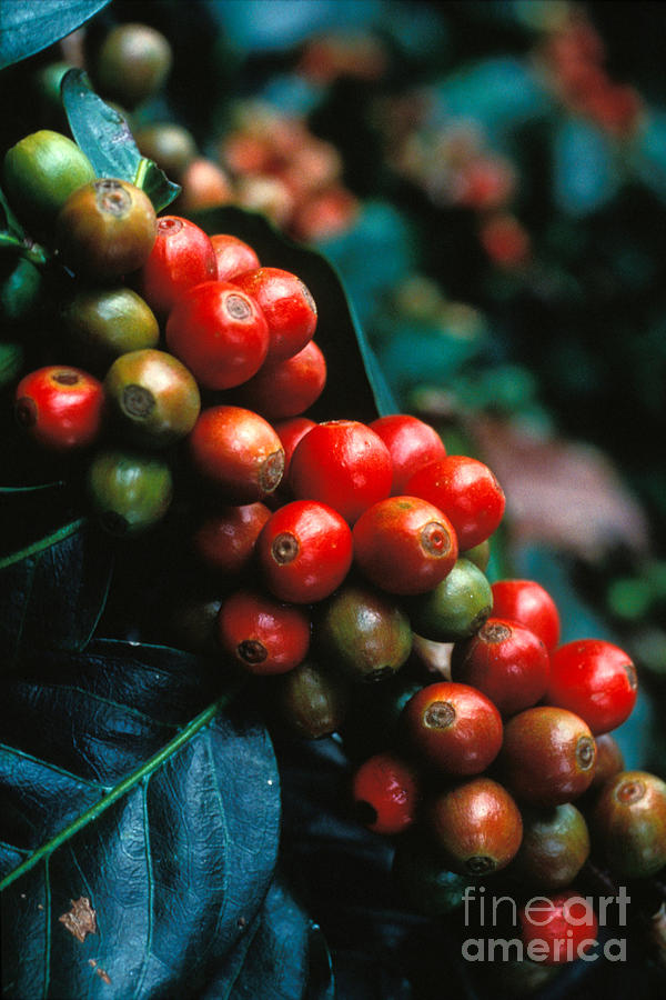 Coffee Photograph - Coffee Plant by Anonymous