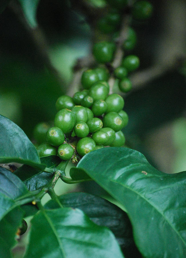 Coffee Plant Photograph by Lorena Mahoney