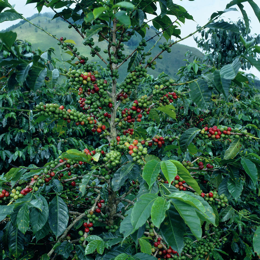 Coffee Plant Photograph by Mark De Fraeye/science Photo Library