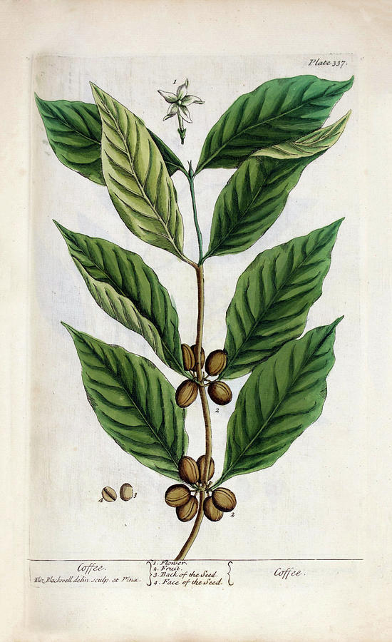 Coffee Plant Photograph by National Library Of Medicine
