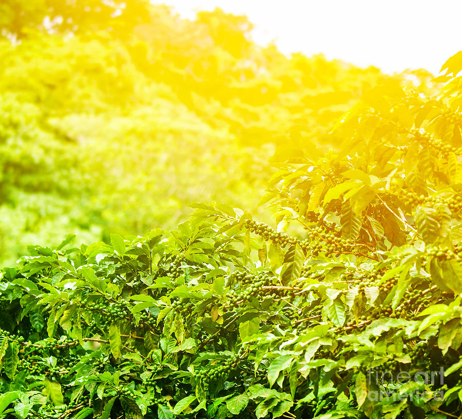 Coffee Photograph - Coffee plantation sunny background by Anna Om