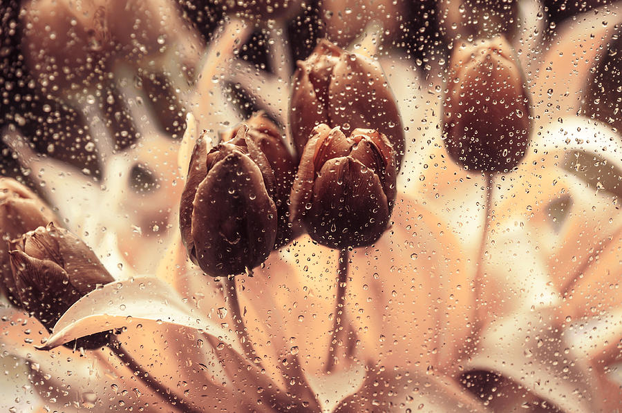 Coffee Tulips Photograph by Jenny Rainbow