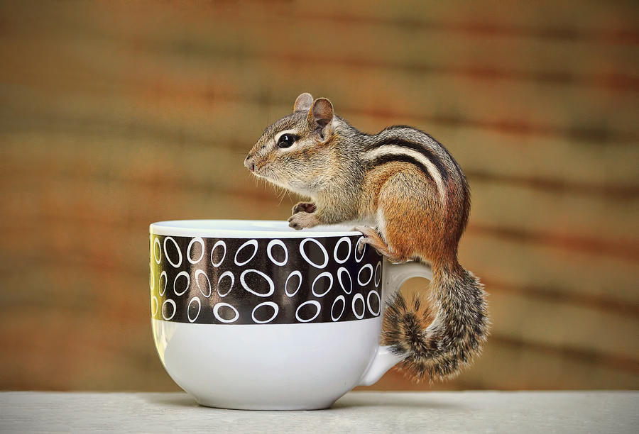 Coffee with Chipper the Chipmunk Photograph by Peggy Collins