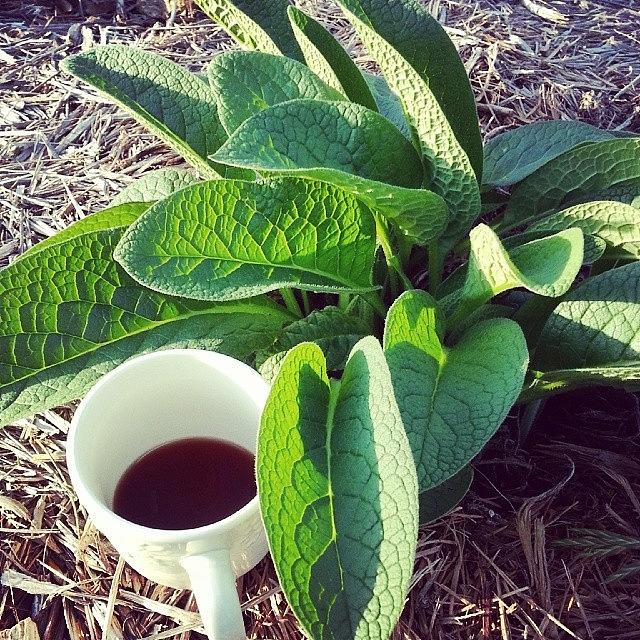 Coffee Photograph - #coffee With #comfrey What? Oh Well by Blake Kirby