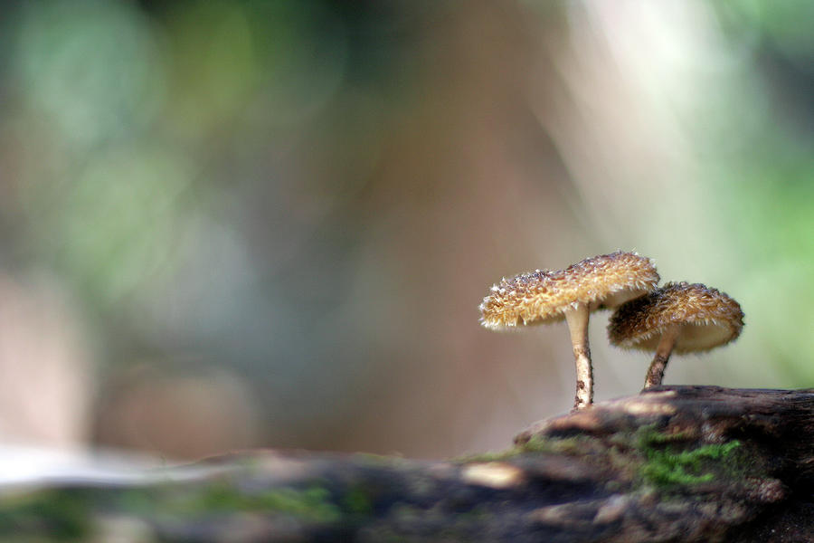 Cogumelos Photograph by Adriana Casellato