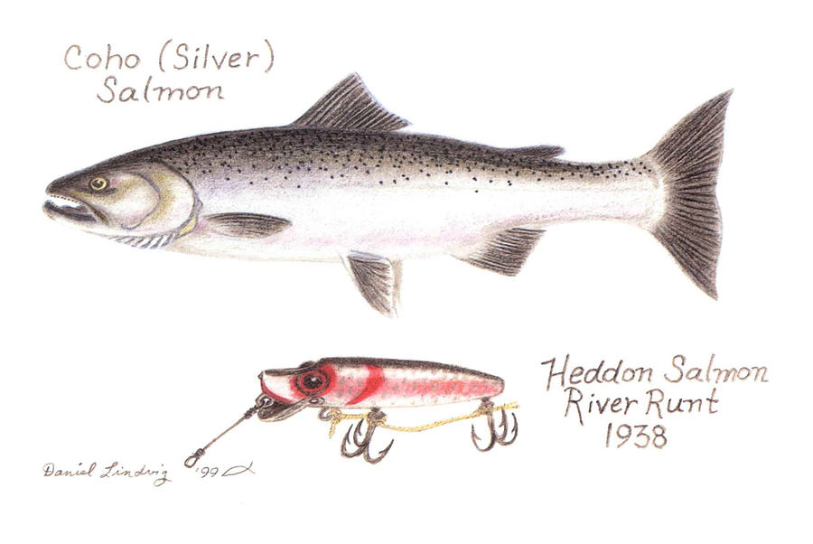 Coho or Silver Salmon and Heddon River Runt Lure 1938 Drawing by Daniel  Lindvig - Pixels