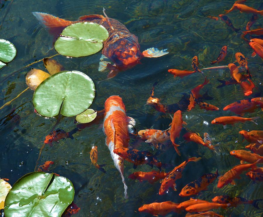 Koi Fish and Lilly Pads Photograph by Nancy Jenkins - Fine Art America