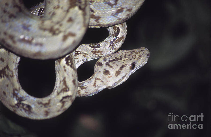 Snake Photograph - Coiled and waiting by James Brunker