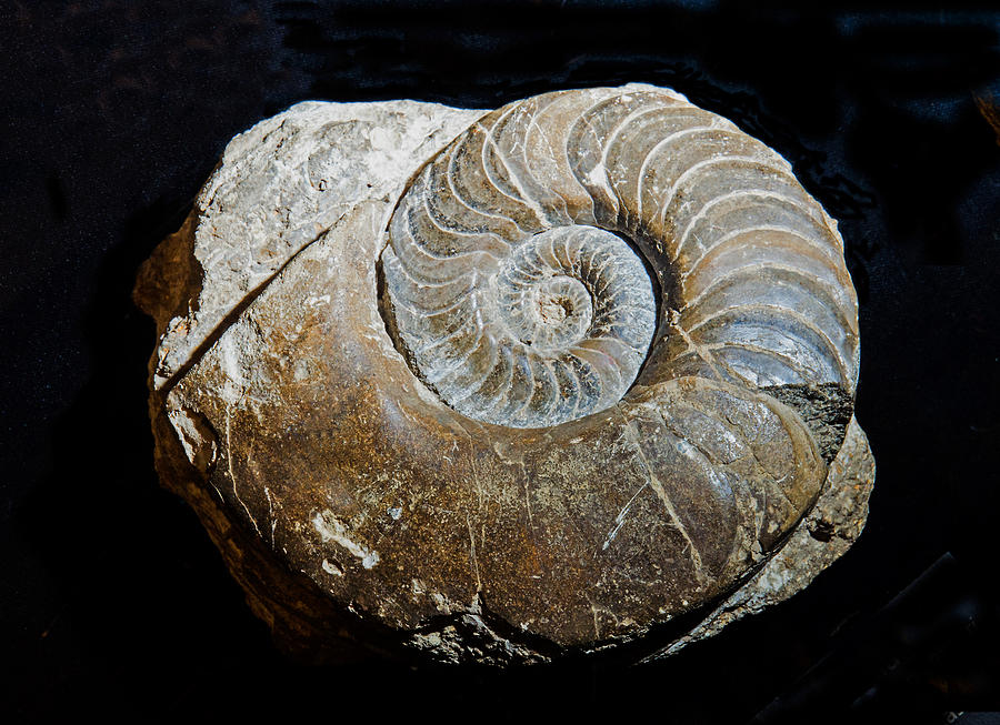 Coiled Nautiloid Fossil Photograph by Millard H. Sharp