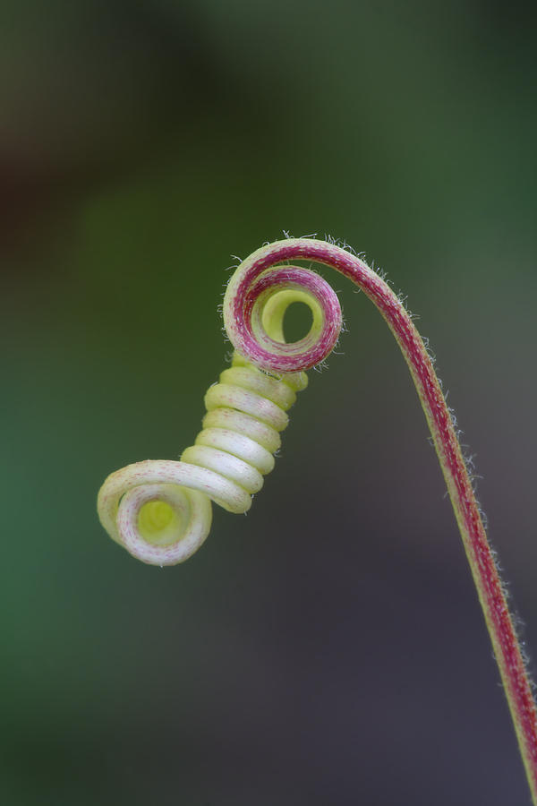 Coiled Tendril Of Passionflower Photograph by Daniel Reed