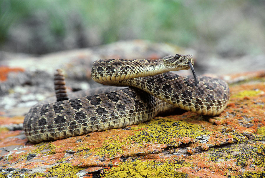 Coiled Western Rattler Crotalus Viridis Photograph by Animal Images ...