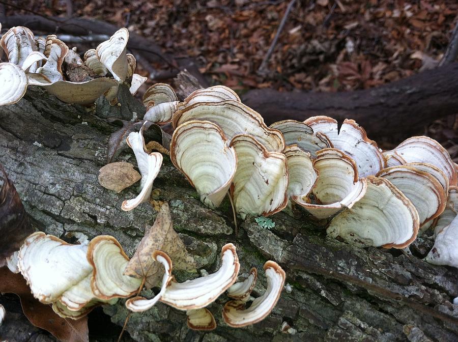 Coils on a log by Jim Barbour Coils on a log by Jim Barbour