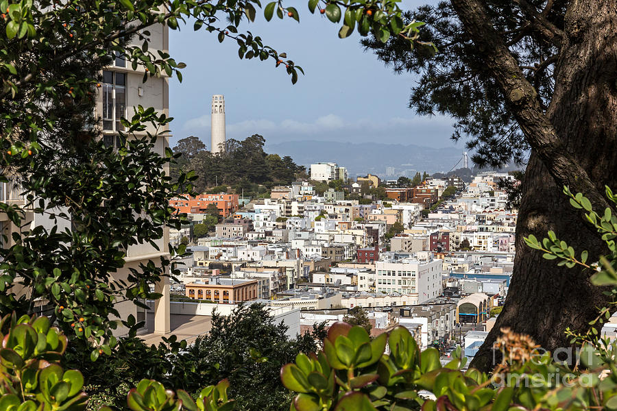 Coit Tower View Photograph by Kate Brown
