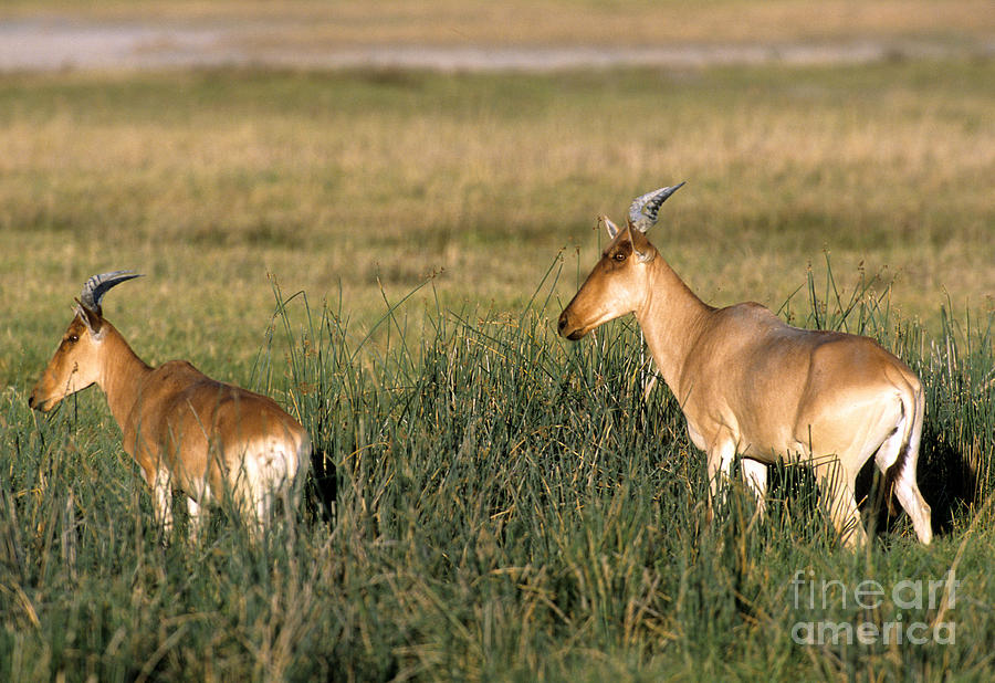 Animal Photograph - Cokes Hartebeest by William H. Mullins