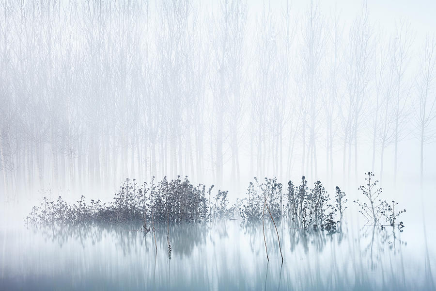 Tree Photograph - Cold & Foggy Morning In The Swamp by David Frutos