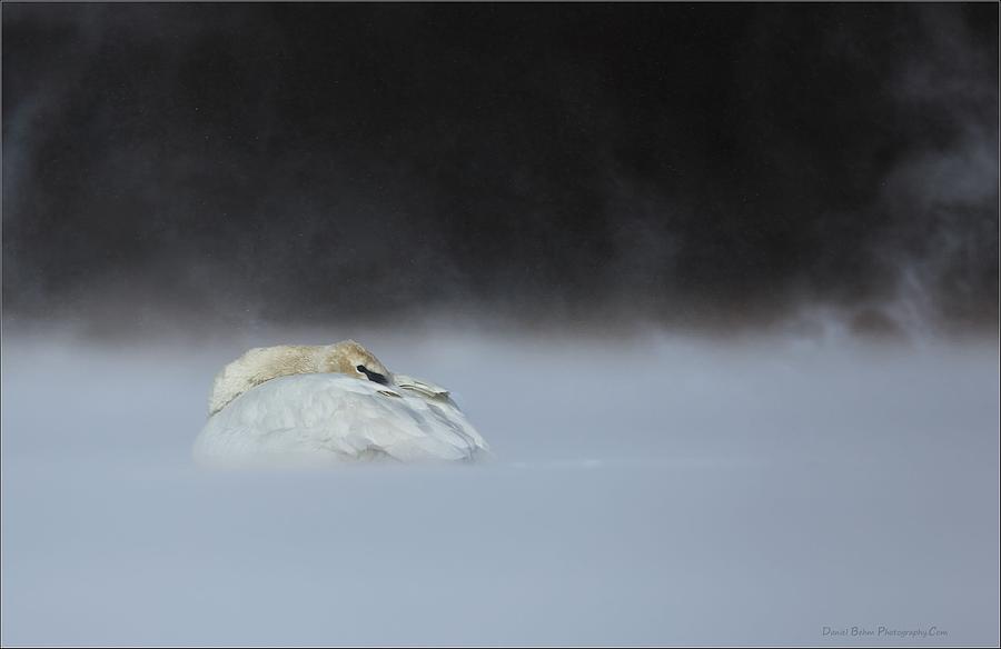 Cold and Blustery Swan Photograph by Daniel Behm