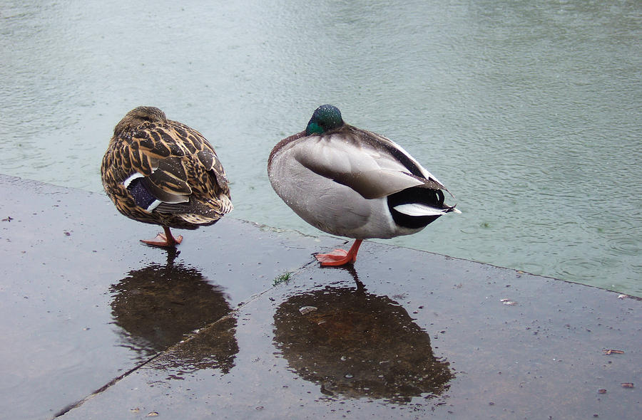 Cold and rainy weather two ducks taking a nap Photograph by Matthias Hauser