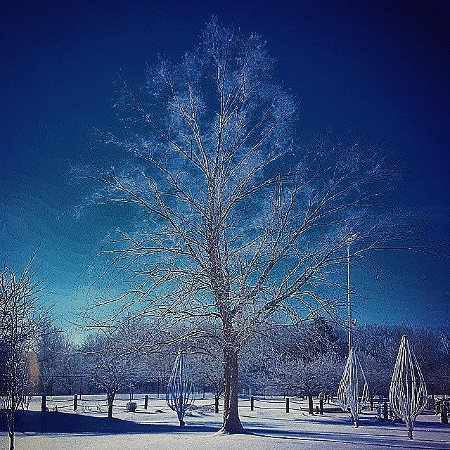 Winter Photograph - Bare and Beautiful by Allison Richards