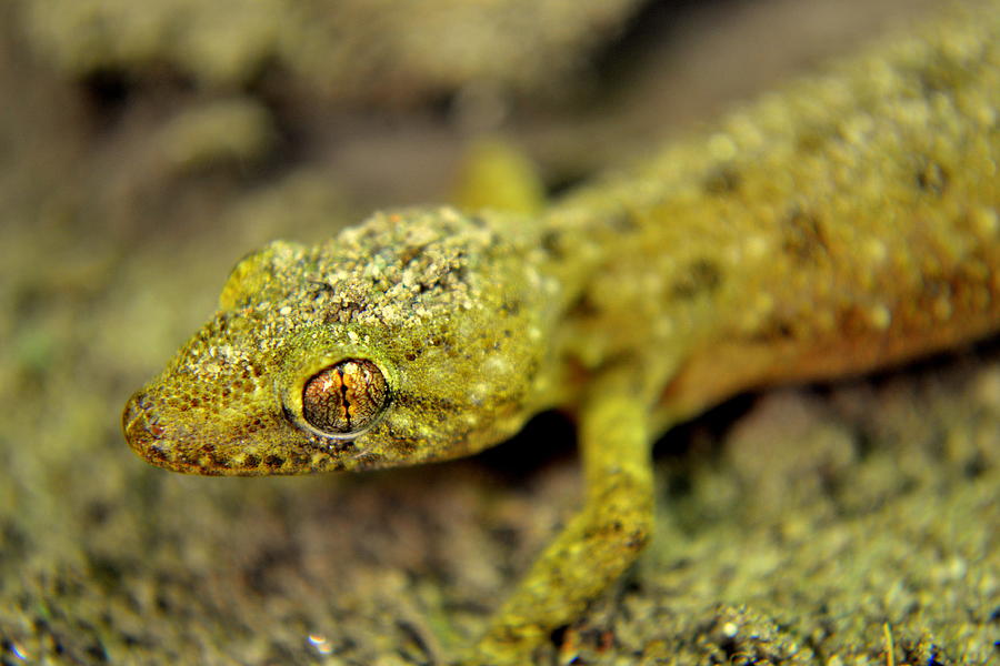 Reptile Lizard Close Up Photograph by Salman Ravish