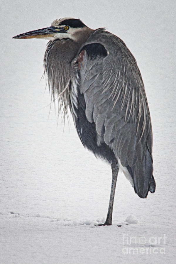 Cold Blue Heron Photograph by Bob Hislop