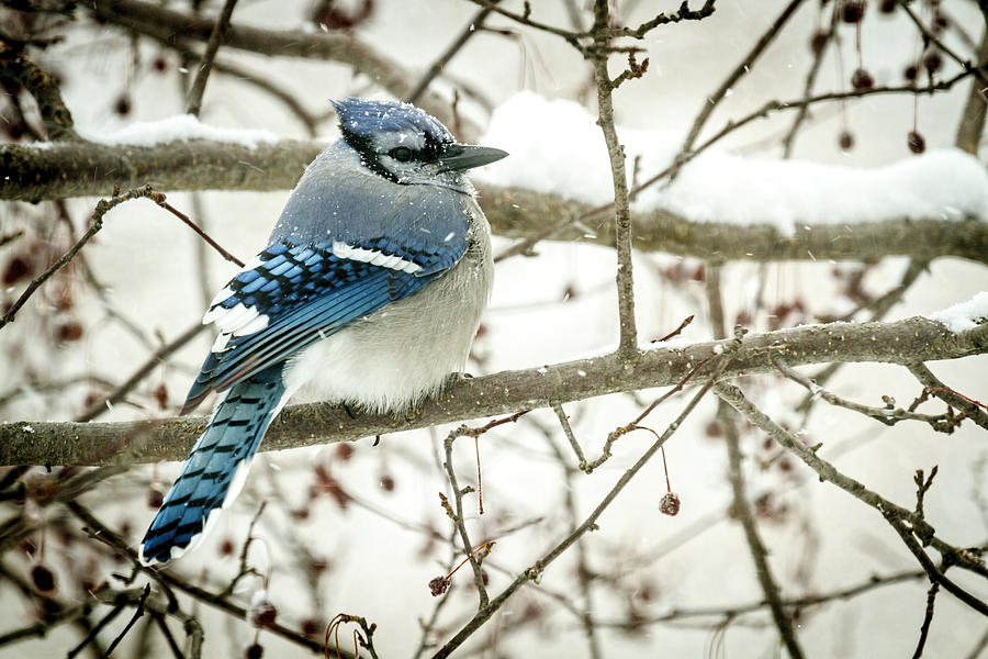 Cold Blue Jay Photograph by Scott Bean