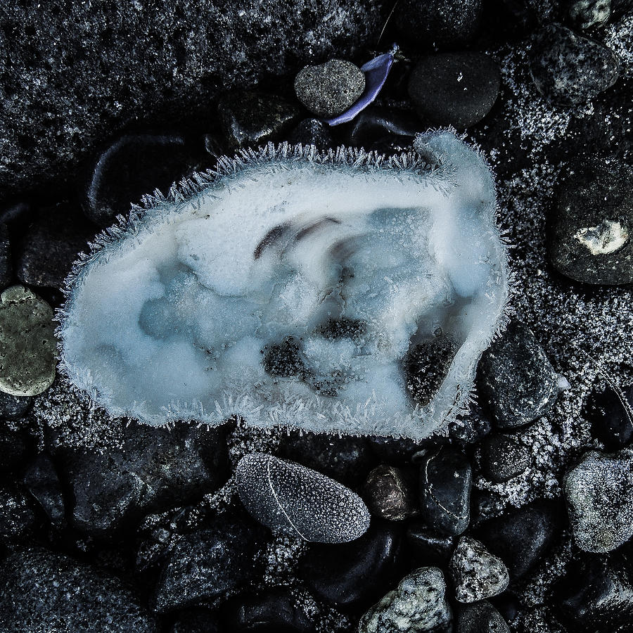 Cold Blue Photograph by Roxy Hurtubise