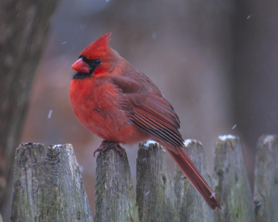 Cold Cardinal Photograph