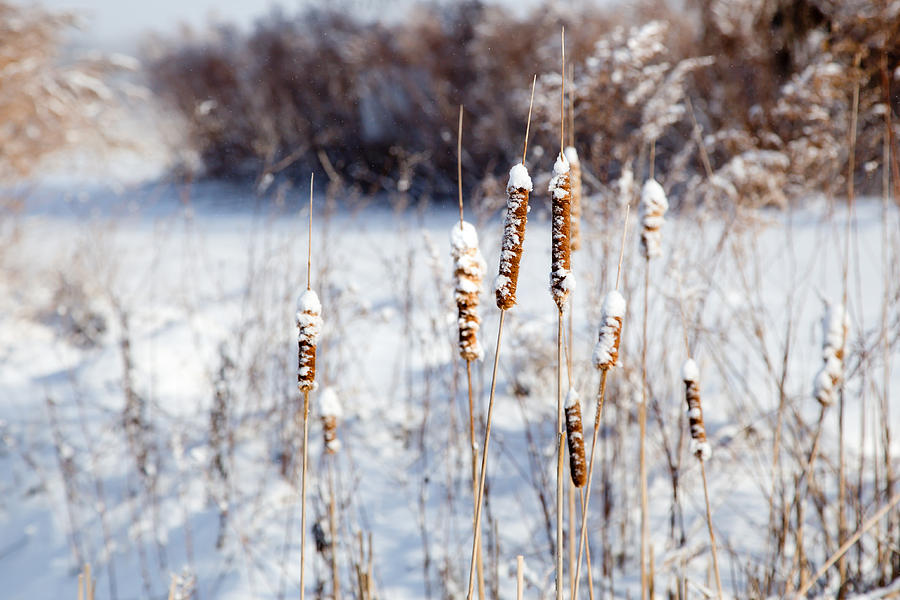 Snowy Photograph - Cold Cattails by Courtney Webster