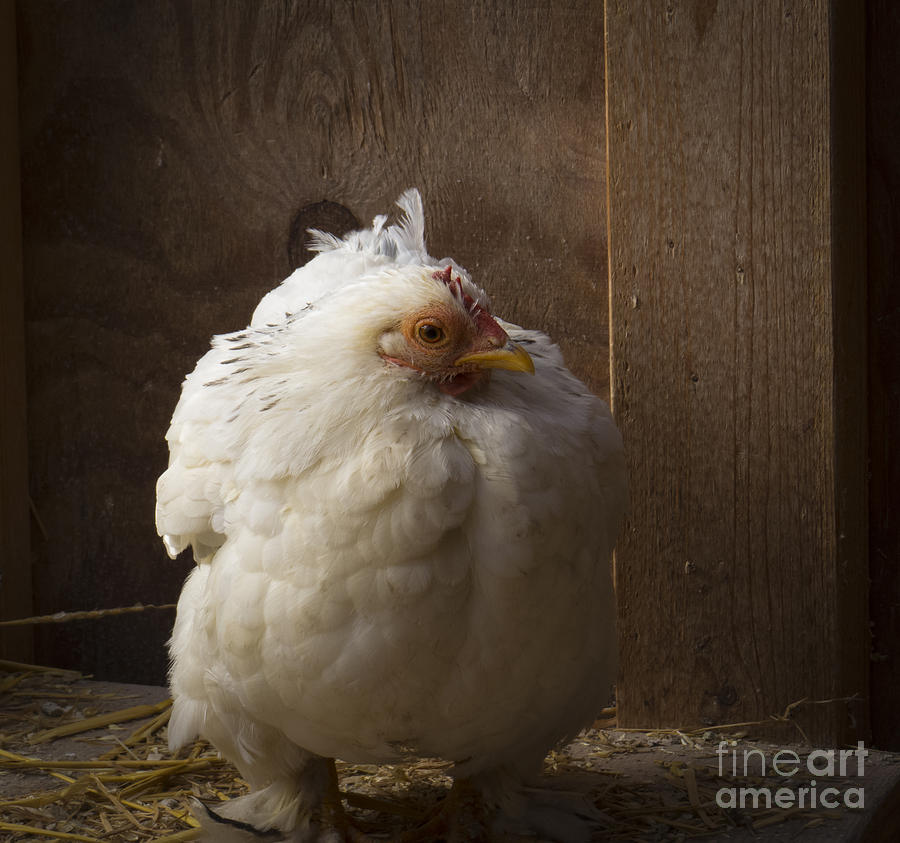 Cold Chicken Photograph by Lili Feinstein