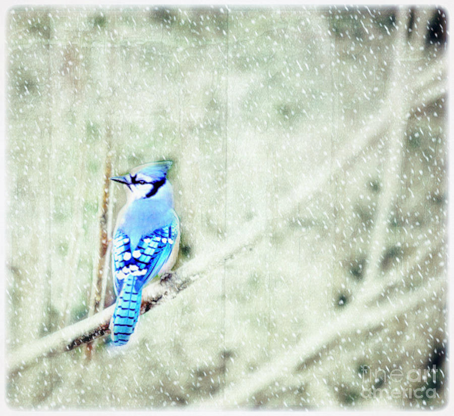 Cold Day For A Blue Jay Photograph by Peggy Franz