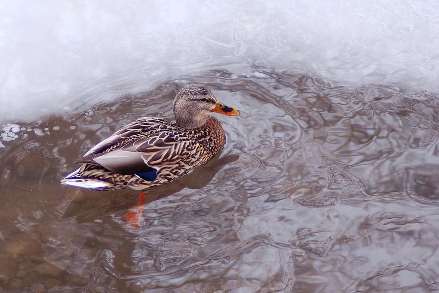 Cold Duck Photograph by Greni Graph