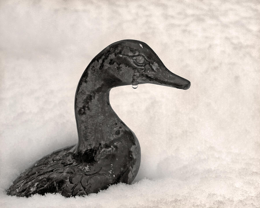 Animal Photograph - Cold Duck by Guy Shultz
