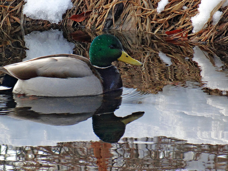 Cold Duck Photograph by Mikki Cucuzzo