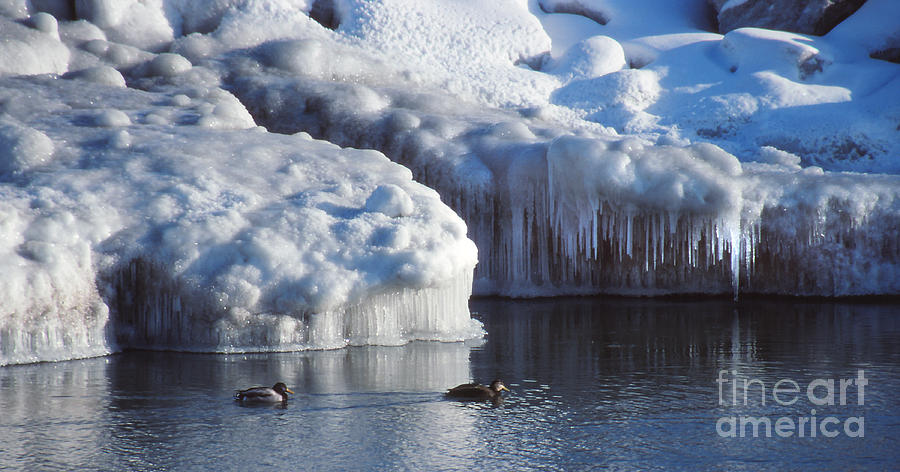 Nature Photograph - Cold Ducks  by Eva Kato