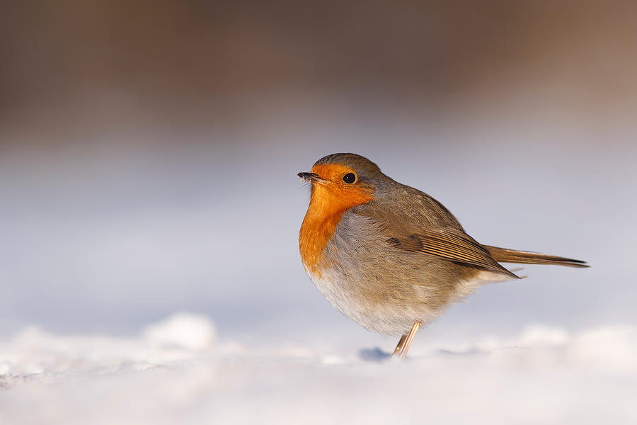 Winter Photograph - Cold Fee Warm Light Robin in the Snow by Roeselien Raimond