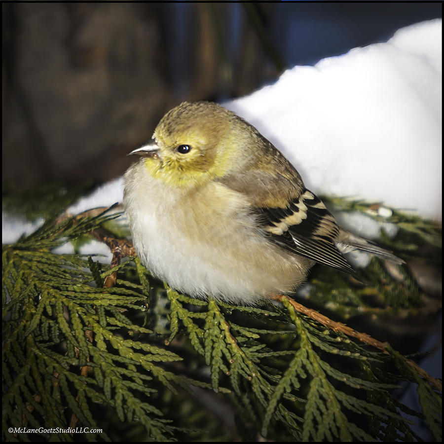 Animal Photograph - Cold Golden Finch by LeeAnn McLaneGoetz McLaneGoetzStudioLLCcom