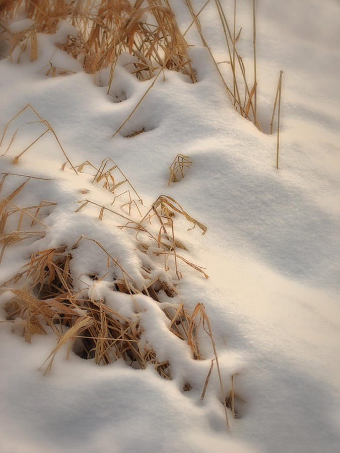 Winter Photograph - Cold Grass by Dennis James