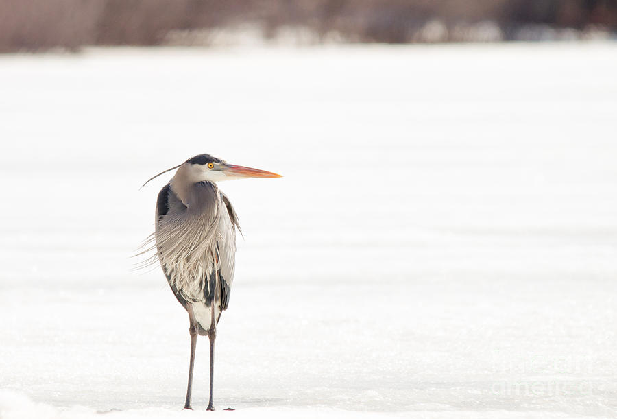 Cold Great Blue Photograph by Cheryl Baxter