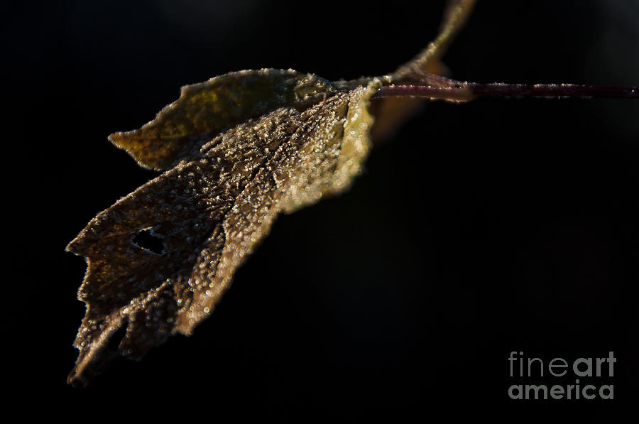 Cold Leaf Photograph