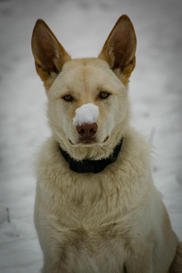 Cold Nose Photograph by Paul Freidlund