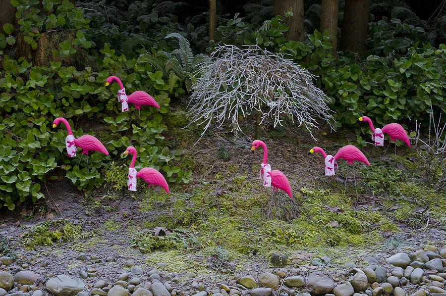 Cold Pink Flamingos Photograph by Ron Roberts