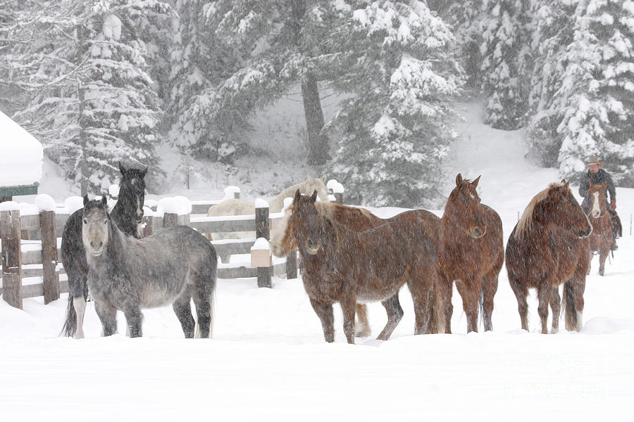 Cold Ponnies Photograph by Diane Bohna