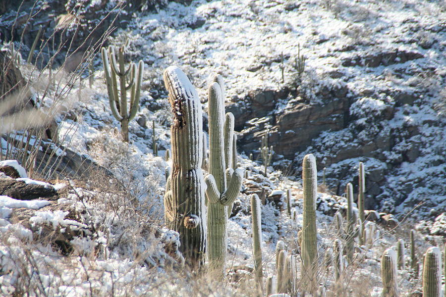 Cold Saguaros Photograph by David S Reynolds