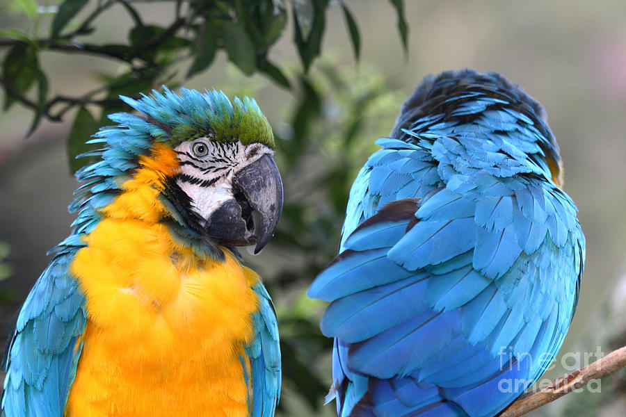 Parrot Photograph - Cold Shoulder by James Brunker