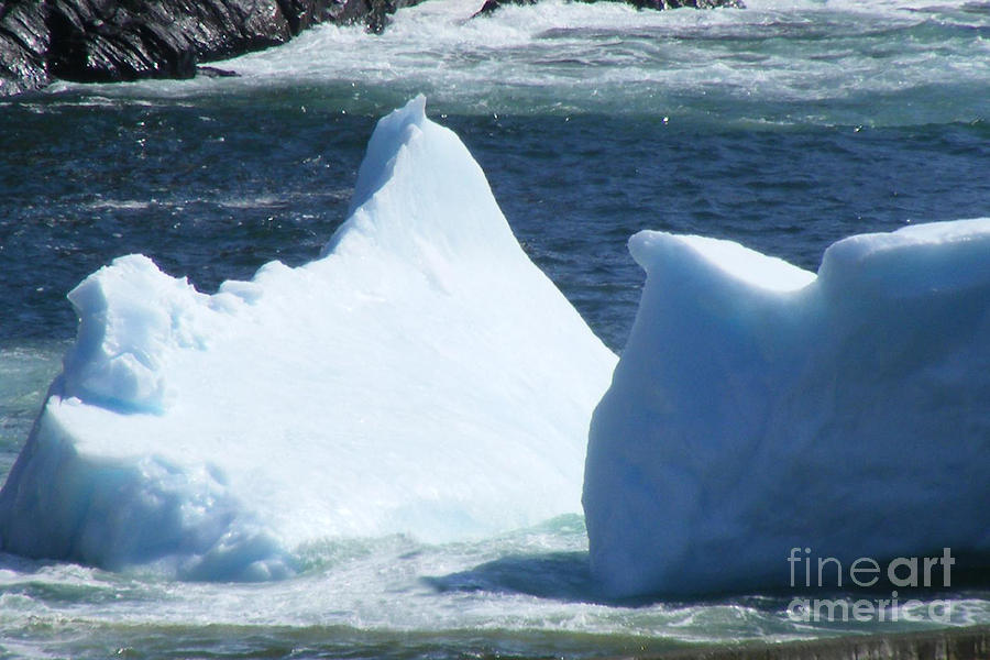 Iceberg Photograph - Cold Visitors  by Barbara A Griffin