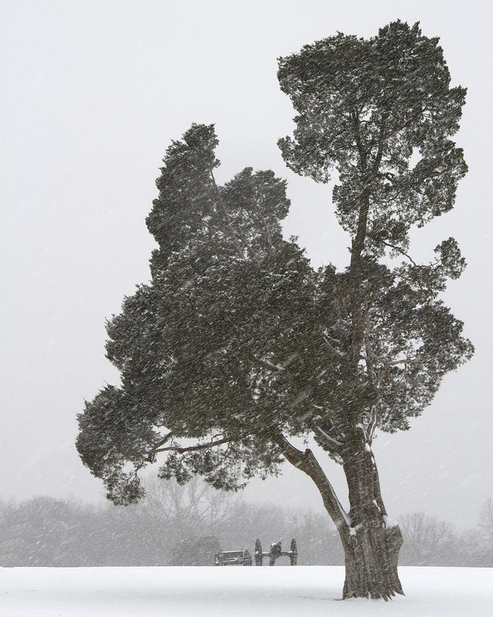 Tree Photograph - Cold War by Guy Shultz