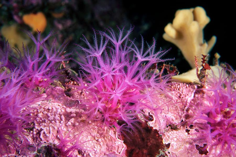 Cold Water Soft Coral Photograph by Alexander Semenov/science Photo Library